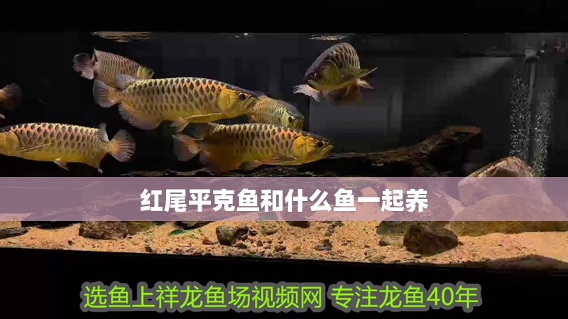 紅尾平克魚和什么魚一起養