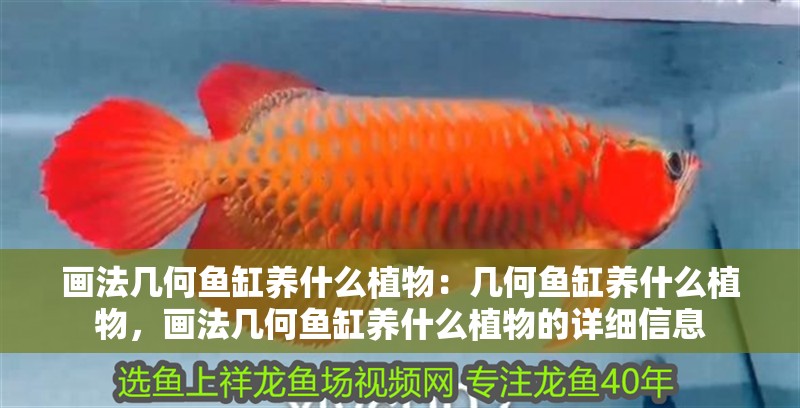 畫法幾何魚缸養(yǎng)什么植物：幾何魚缸養(yǎng)什么植物，畫法幾何魚缸養(yǎng)什么植物的詳細(xì)信息