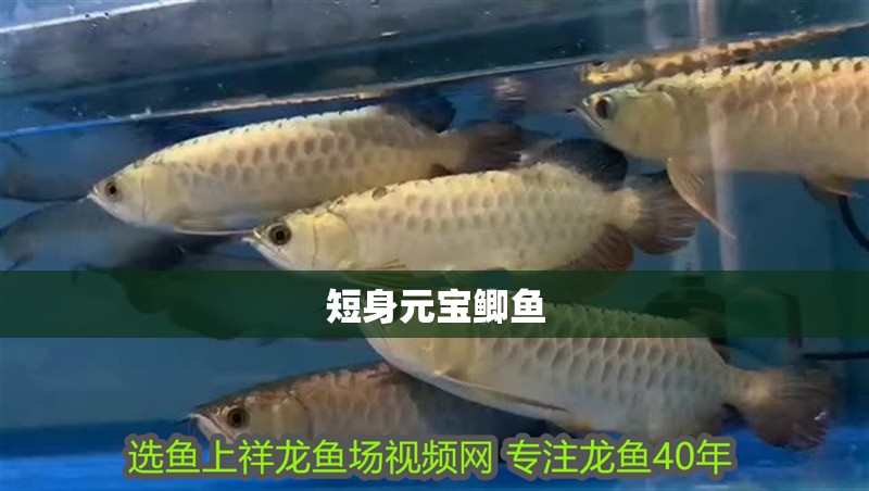 短身元寶鯽魚