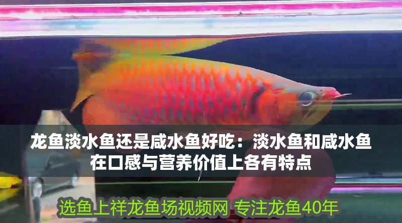 龍魚淡水魚還是咸水魚好吃：淡水魚和咸水魚在口感與營養價值上各有特點