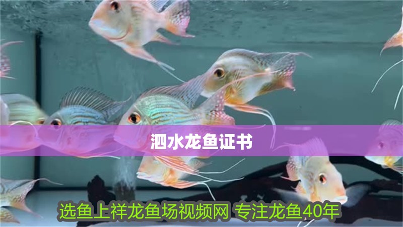 <strong><mark>泗水</mark></strong>龍魚證書