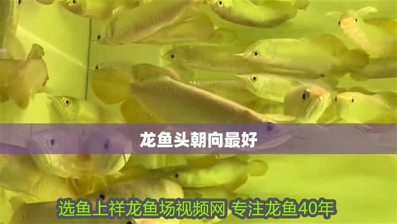 龍魚頭朝向最好