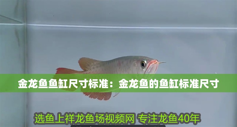金龍魚魚缸尺寸標準：金龍魚的魚缸標準尺寸 金龍魚魚缸尺寸標準：金龍魚的魚缸標準尺寸 魚缸百科
