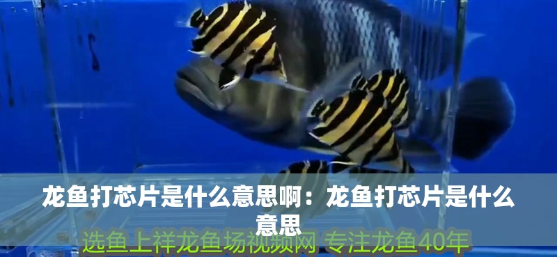 龍魚打芯片是什么意思啊：龍魚打芯片是什么意思
