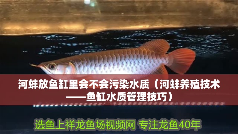 河蚌放魚缸里會不會污染水質(zhì)（河蚌養(yǎng)殖技術(shù)——魚缸水質(zhì)管理技巧）