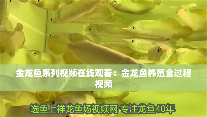 金龍魚系列視頻在線觀看：金龍魚養(yǎng)殖全過程視頻