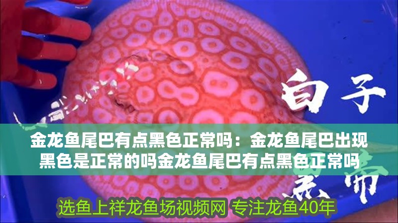 金龍魚尾巴有點黑色正常嗎：金龍魚尾巴出現黑色是正常的嗎金龍魚尾巴有點黑色正常嗎