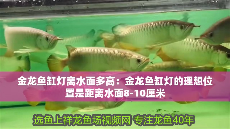 金龍魚缸燈離水面多高：金龍魚缸燈的理想位置是距離水面8-10厘米