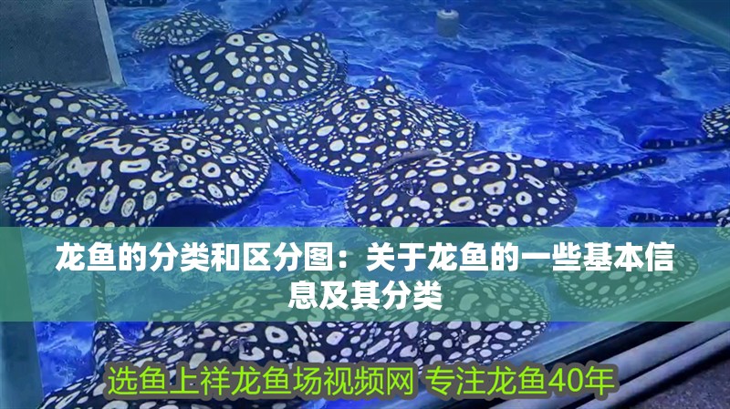 龍魚的分類和區分圖：關于龍魚的一些基本信息及其分類