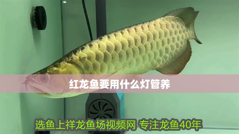 紅龍魚(yú)要用什么燈管養(yǎng) 紅龍魚(yú)要用什么燈管養(yǎng) 龍魚(yú)百科