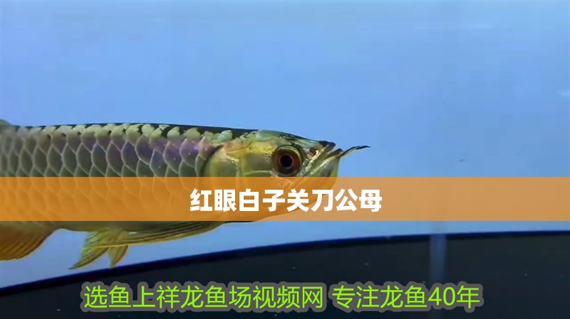 紅眼白子關刀公母