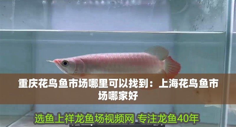 重慶花鳥魚市場哪里可以找到：上海花鳥魚市場哪家好