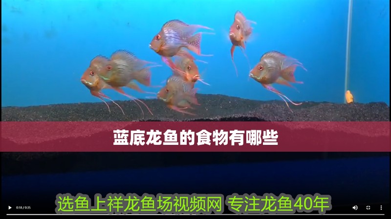 藍底龍魚的食物有哪些 藍底龍魚的食物有哪些 龍魚論壇