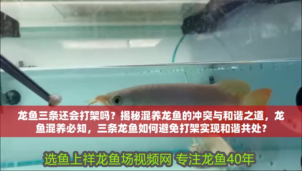 龍魚三條還會打架嗎？揭秘混養龍魚的沖突與和諧之道，龍魚混養必知，三條龍魚如何避免打架實現和諧共處？