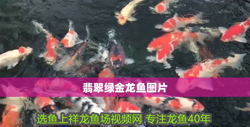翡翠綠金龍魚圖片