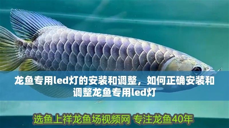 龍魚(yú)專用led燈的安裝和調(diào)整，如何正確安裝和調(diào)整龍魚(yú)專用led燈
