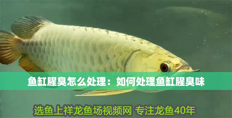 我的虎魚真菌感染了要怎么處理 魚缸腥臭怎么處理:如何處理魚缸腥臭味 魚缸百科 魚缸腥臭怎么處理:如何處理魚缸腥臭味 魚缸腥臭怎么處理:如何處理魚缸腥臭味 魚缸百科