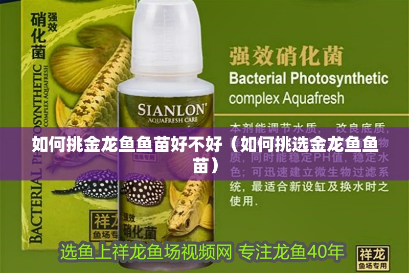 如何挑金龍魚魚苗好不好（如何挑選金龍魚魚苗）