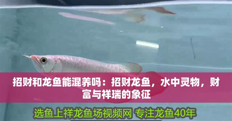 招財和龍魚能混養嗎：招財龍魚，水中靈物，財富與祥瑞的象征