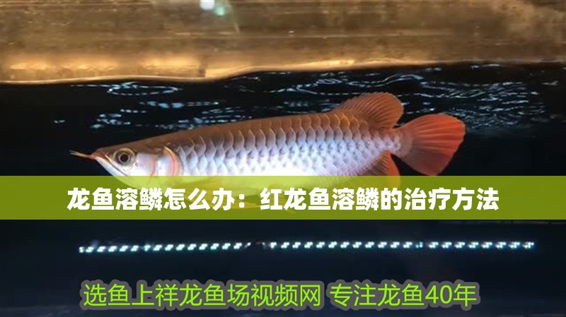 龍魚溶鱗怎么辦：紅龍魚溶鱗的治療方法
