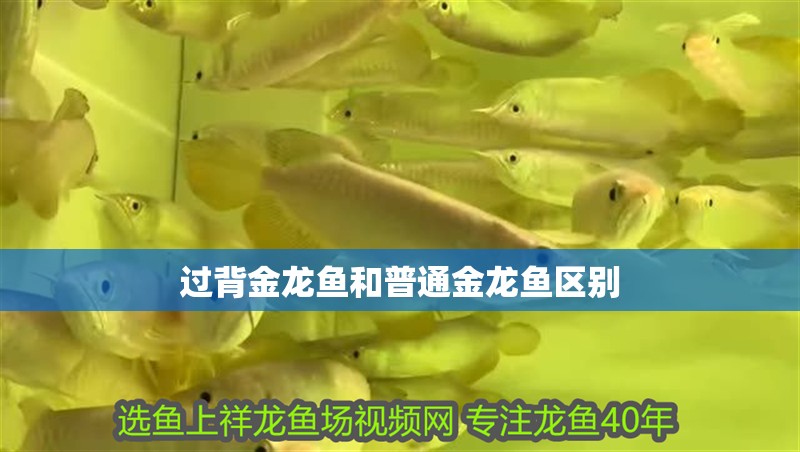 過背金龍魚和普通金龍魚區(qū)別