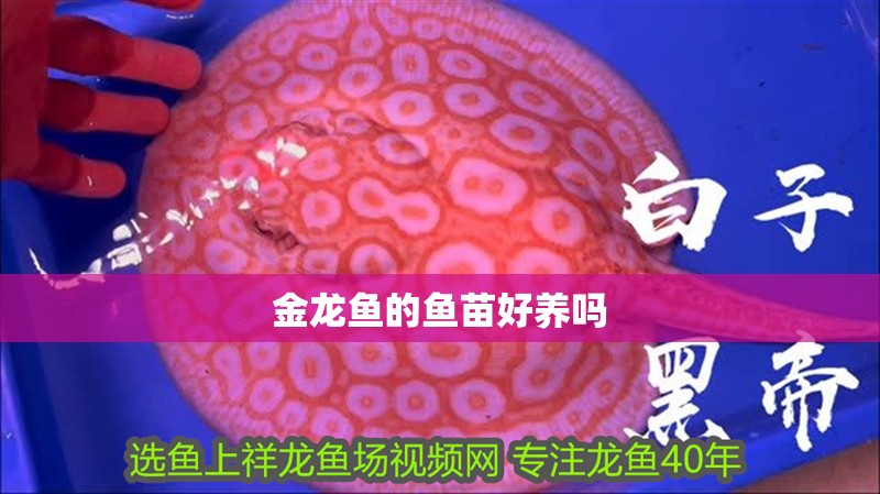 金龍魚的魚苗好養嗎