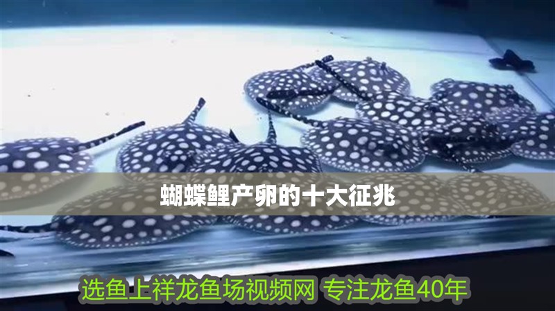 蝴蝶鯉產卵的十大征兆