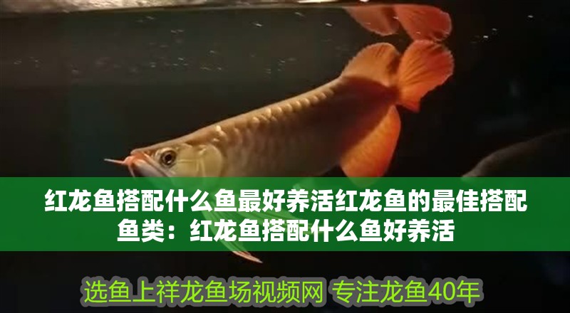 紅龍魚搭配什么魚最好養活紅龍魚的最佳搭配魚類：紅龍魚搭配什么魚好養活