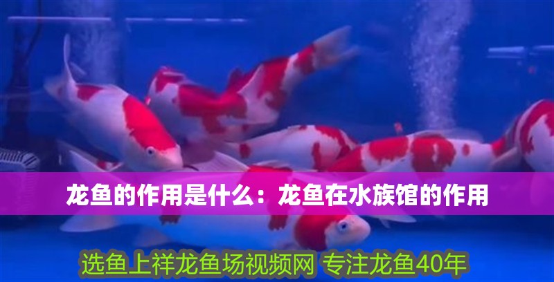 龍魚的作用是什么：龍魚在水族館的作用 龍魚的作用是什么：龍魚在水族館的作用 龍魚百科