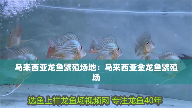 馬來西亞龍魚繁殖場地：馬來西亞金龍魚繁殖場
