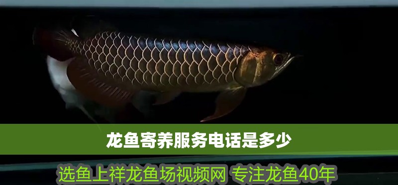 龍魚寄養服務電話是多少