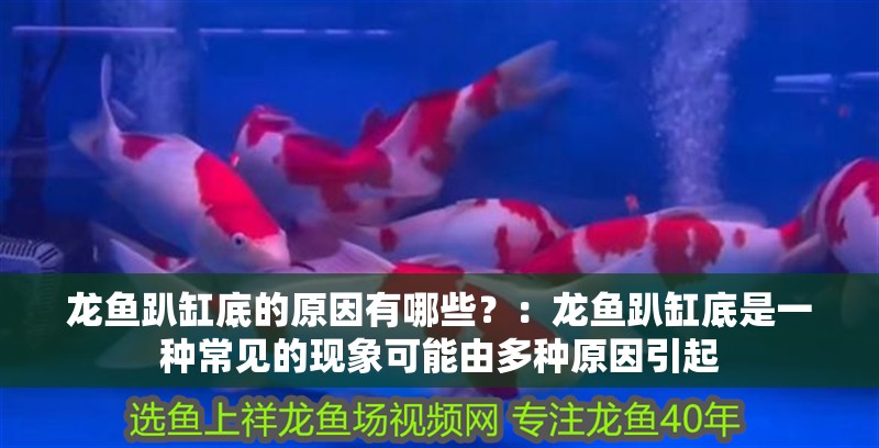 龍魚趴缸底的原因有哪些？：龍魚趴缸底是一種常見的現象可能由多種原因引起 龍魚趴缸底的原因有哪些？：龍魚趴缸底是一種常見的現象可能由多種原因引起 龍魚百科