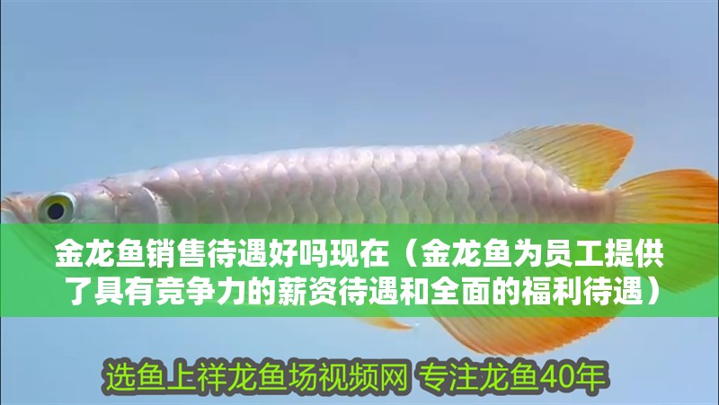 金龍魚銷售待遇好嗎現在（金龍魚為員工提供了具有競爭力的薪資待遇和全面的福利待遇）