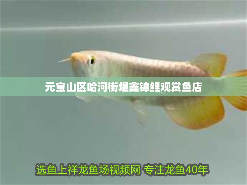 元寶山區(qū)哈河街煜鑫錦鯉觀賞魚店