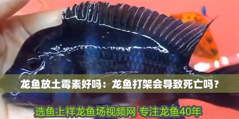 龍魚放土霉素好嗎：龍魚打架會導致死亡嗎？