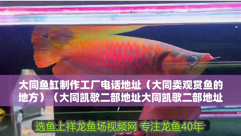 大同魚缸制作工廠電話地址（大同賣觀賞魚的地方）（大同凱歌二部地址大同凱歌二部地址大同凱歌二部地址）