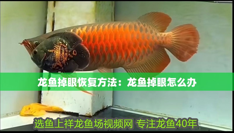 龍魚掉眼恢復方法：龍魚掉眼怎么辦