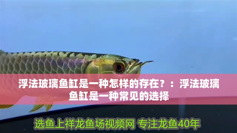 浮法玻璃魚缸是一種怎樣的存在？：浮法玻璃魚缸是一種常見的選擇