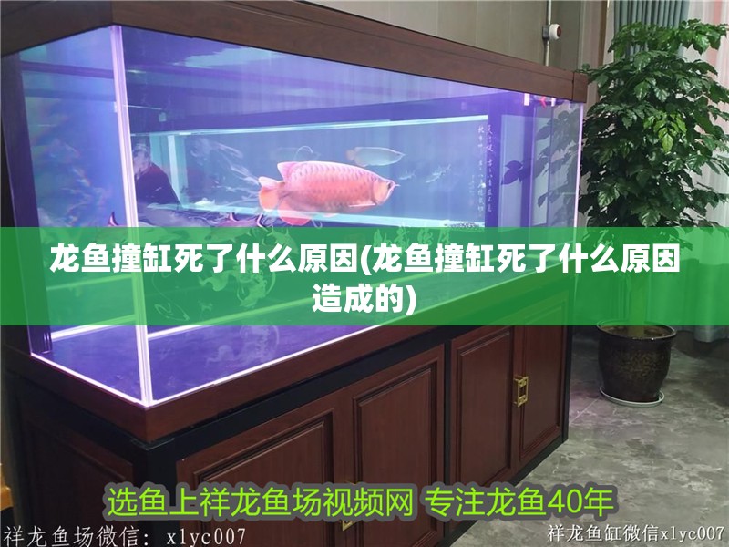 龍魚撞缸死了什么原因(龍魚撞缸死了什么原因造成的)