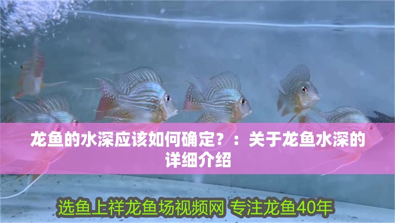龍魚的水深應(yīng)該如何確定？：關(guān)于龍魚水深的詳細(xì)介紹