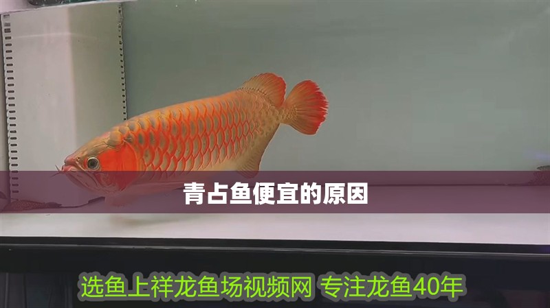 青占魚便宜的原因