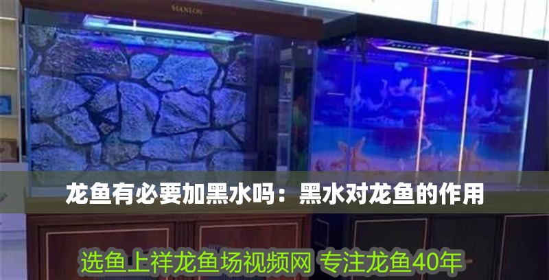 龍魚有必要加黑水嗎：黑水對龍魚的作用 龍魚有必要加黑水嗎：黑水對龍魚的作用 龍魚百科