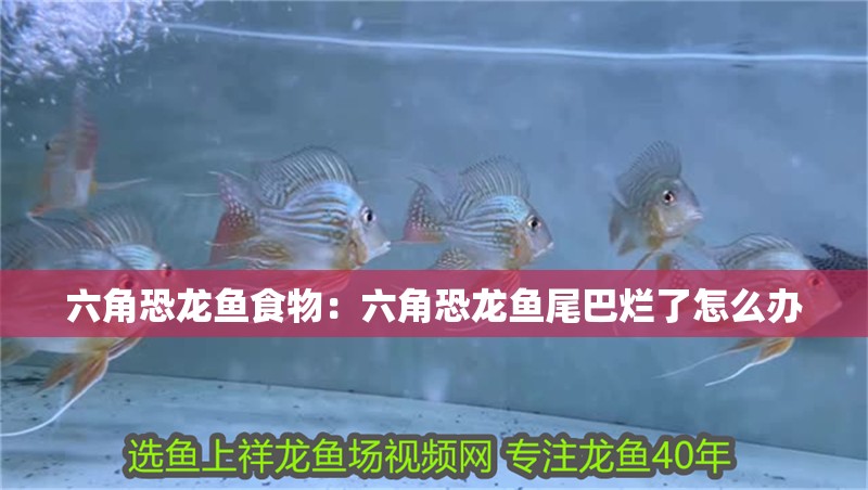 六角恐龍魚食物：六角恐龍魚尾巴爛了怎么辦