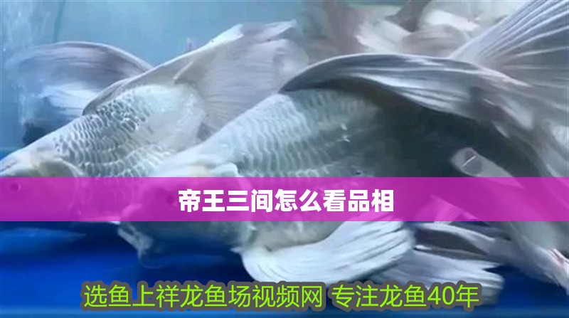 帝王三間怎么看品相 帝王三間怎么看品相 龍魚論壇