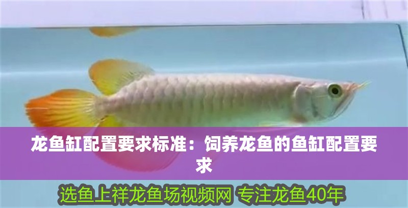 龍魚缸配置要求標準：飼養龍魚的魚缸配置要求