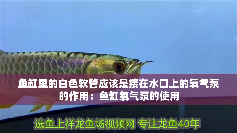 魚(yú)缸里的白色軟管應(yīng)該是接在水口上的氧氣泵的作用：魚(yú)缸氧氣泵的使用