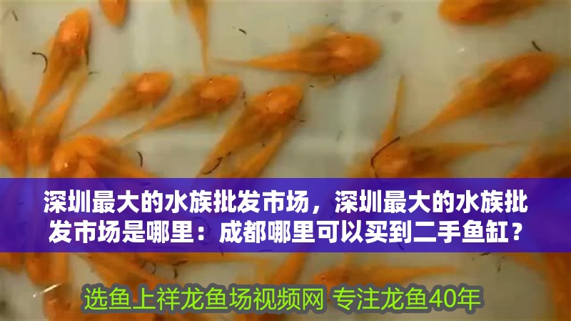 深圳最大的水族批發市場，深圳最大的水族批發市場是哪里：成都哪里可以買到二手魚缸？