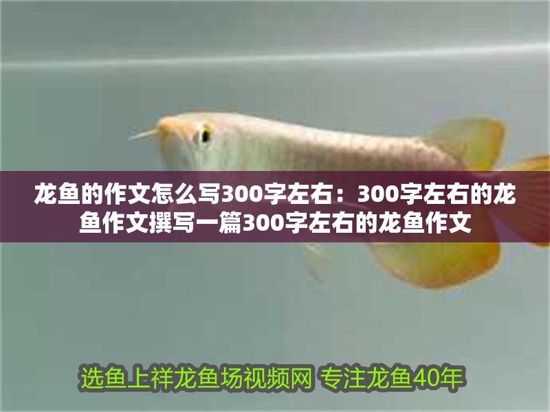 龍魚的作文怎么寫300字左右：300字左右的龍魚作文撰寫一篇300字左右的龍魚作文