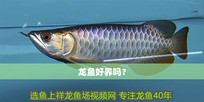 龍魚好養嗎？