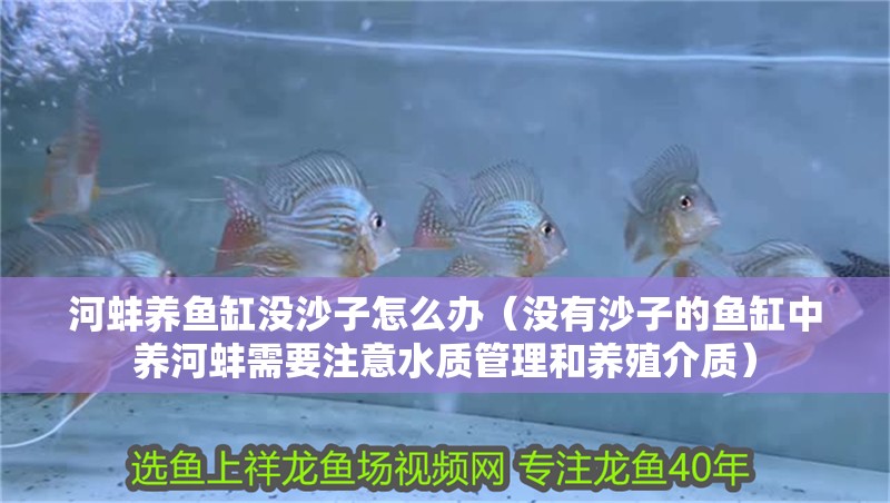 河蚌養(yǎng)魚(yú)缸沒(méi)沙子怎么辦（沒(méi)有沙子的魚(yú)缸中養(yǎng)河蚌需要注意水質(zhì)管理和養(yǎng)殖介質(zhì)） 河蚌養(yǎng)魚(yú)缸沒(méi)沙子怎么辦（沒(méi)有沙子的魚(yú)缸中養(yǎng)河蚌需要注意水質(zhì)管理和養(yǎng)殖介質(zhì)） 魚(yú)缸百科